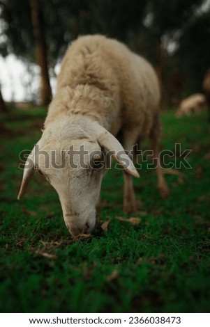 #nature #animals #sheep #farming #wildanimal
