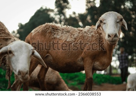 #nature #animals #sheep #farming #wildanimal