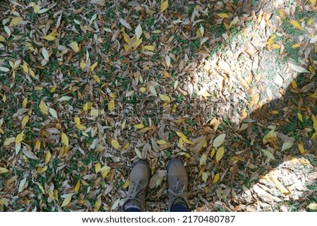 brown Autumn Cold Leaf Dry