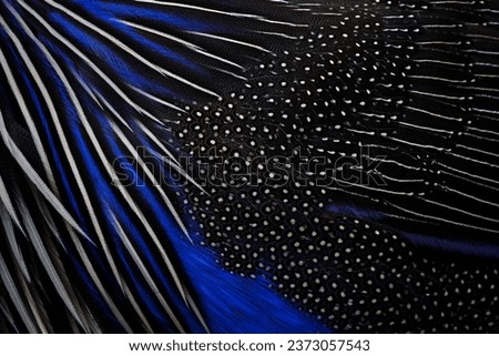 Nature art. Feathers plumage bird close-up detail. Blue black brid art view. Vulturine guinea fowl, Acryllium vulturinum, bird from Africa, nature wildlife. Blue grey feathers. 