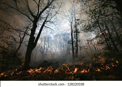 nature ash, burning forest, fireman working