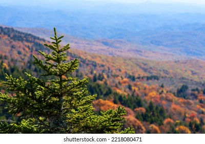 Nature Autumn Background With Evergreen Tree. Mountain View On Blurred Fall Mountain Background. Blue Ridge Mountains In Autumn Colors. North Carolina,USA.