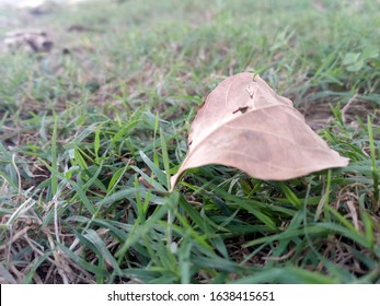 Nature Autumn Bounty Of Fallen Leaves