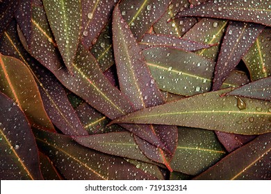 Nature Autumn  Eucalyptus Leaves With Water Rain Drop Background 