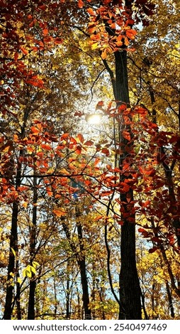 Similar – autumn burning Autumn Tree