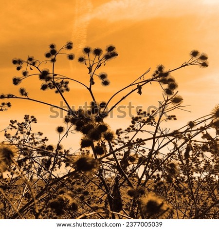 Similar – Abendrot beim Sonnenblumenfeld