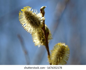 Willow Seals High Res Stock Images Shutterstock