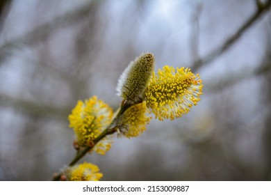 Nature awakes in spring. Blooming willow twigs and furry willow-catkins, so called 
