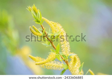 Nature awakes in spring. Blooming willow twigs and furry willow-catkins, so called seals or cats. Palm Sunday. Holly willow, Salix caprea, is a national symbol of Ukraine.