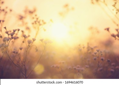 Nature backdrop. Beautiful Meadow with wild flowers over sunset sky. Beauty nature field background with sun flare. Easter nature backdrop. Bokeh, Silhouettes of wild grass and flowers - Powered by Shutterstock