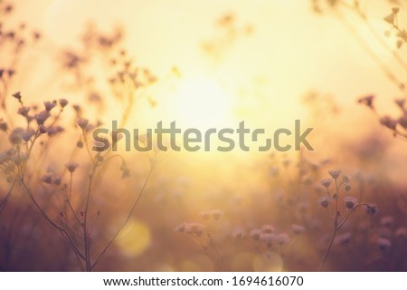Nature backdrop. Beautiful Meadow with wild flowers over sunset sky. Beauty nature field background with sun flare. Easter nature backdrop. Bokeh, Silhouettes of wild grass and flowers