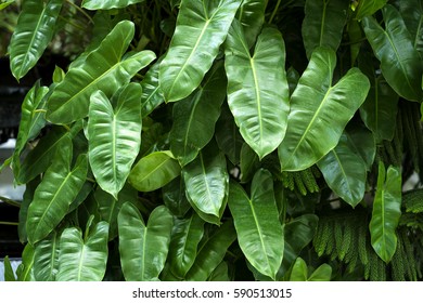 Nature background