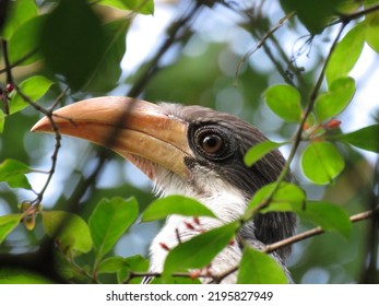 Nature Background And Beak Bird Close Up