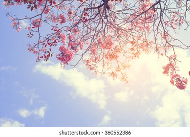 Nature Background Of Beautiful Tree Pink Flower In Spring - Serenity And Rose Quartz Vintage Pastel Color Filter