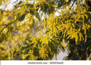 Nature background. Blooming yellow mimosa tree. Mimosa Spring Flowers Easter background. Holiday backdrop. Blooming mimosa tree over blue sky. Mother's Day. Garden, gardening. Spring holiday blossom