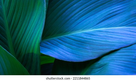 Nature background of close-up macro green leave texture tropical forest plant. spathiphyllum cannifolium in blue neon light .Curve leaf botanical foliage dark desktop wallpaper.