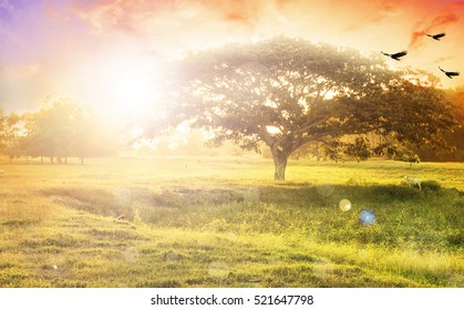 Nature background concept: Alone tree on meadow sunset. - Shutterstock ID 521647798
