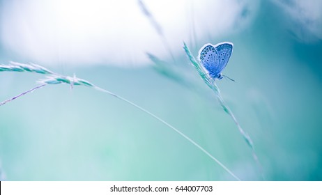 Nature background concept. Beautiful summer meadow background. Inspirational nature closeup. - Shutterstock ID 644007703