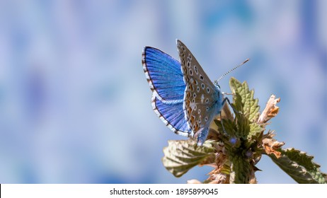 Nature Background Concept. One Adonis Blue Butterfly On A Wild Meadow Flower Ready To Fly Close Up Macro. Selective Focus With Blue Blurred Background. Beautiful Summer Meadow Wallpaper. 