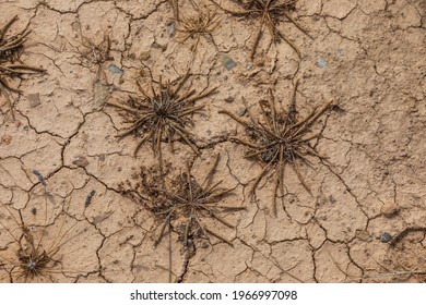 Nature Background Of Cracked Dry Lands. Natural Texture Of Soil With Cracks. Broken Clay Surface Of Barren Dry Land Wasteland Close-up. Wild Dried Bush. Antiparos Island, Greece.