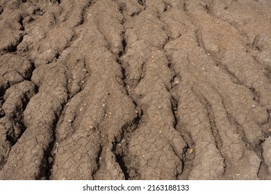 Nature Background Of Cracked Drylands. Broken Clay Surface Of Barren Dry Land Wasteland Close-up. The Natural Texture Of Soil With Cracks.

