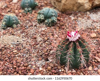 Nature Background Desert Plants Stock Photo 1162950670 | Shutterstock