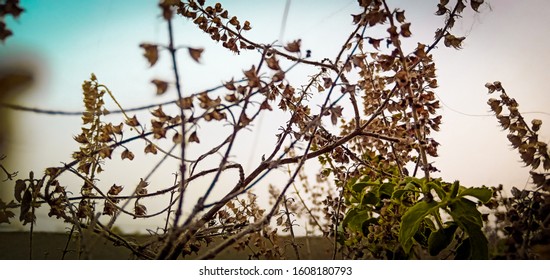 Nature Background .flowers ,steam,blue Sky. Ever Green Plants .