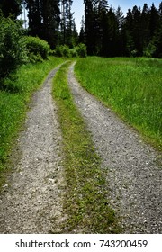 nature background a forest path surrounded by green grass
