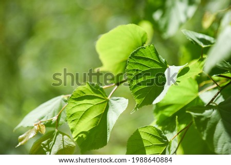 Nature background of fresh gree leaves and blurred green background