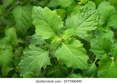 Nature Background Of Fresh Patchouli Plant, Fresh Herb