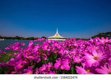 Nature Background Gold Flower Field Colorful Stock Photo 1584022474 ...