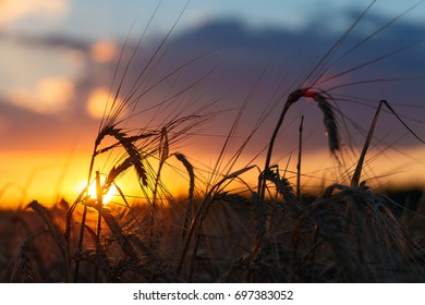 Nature background with golden wheat field.Summer landscape with relax view. Agriculture ripe field ready to harvest.