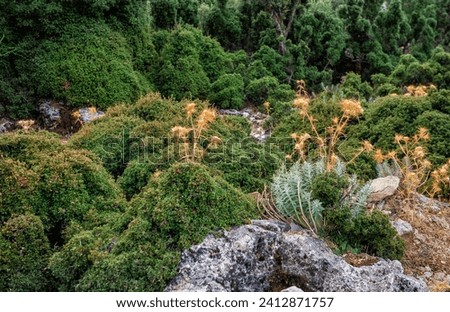 Nature background with green bushes of plant, dry thistle and stones