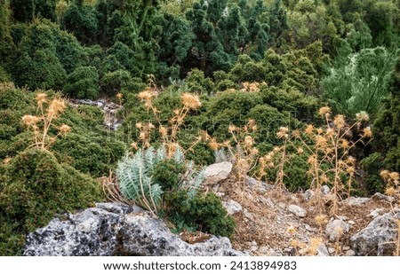 Nature background with green bushes of plant, dry thistle and stones