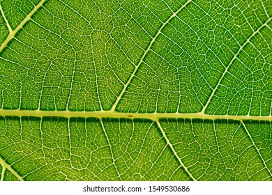 Nature Background Green Fig Leaf Texture Stock Photo 1549530686 ...