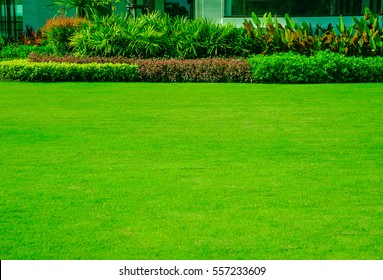 Nature background, green grass surface, landscape design, suitable for making green backdrop, lawn for football practice, fresh green lawn on the back, with hedgerow and bright colored shrubs.