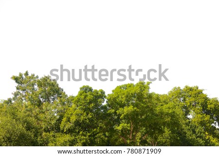 Nature background with green leaves isolated on white background.
