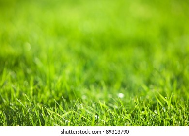 Nature Background: Green Luscious Grass.