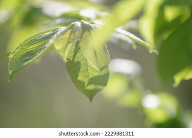 Nature background, green tree leaves - Shutterstock ID 2229881311