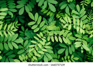 Nature Background, Indigofera tree, Indigo (Karm) in the garden from Thailand - Shutterstock ID 1660737139
