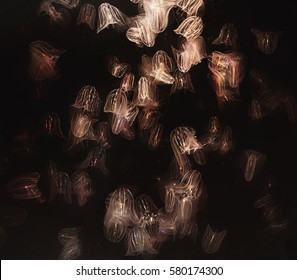 Nature Background. Jellyfish - Comb Jellies (Mnemiopsis ) On Black Background.