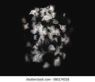 Nature Background. Jellyfish - Comb Jellies (Mnemiopsis ) On Black Background.