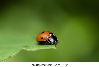 nature background ladybug on the leaf of clematis