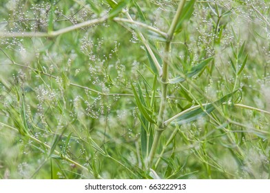 Nature background Macro