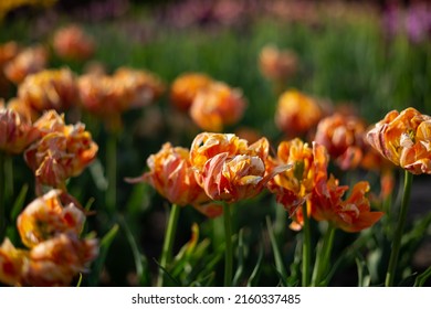 Nature Background Orange Tulips Field Summer Concept