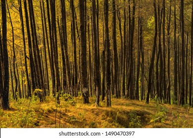 Nature Background : Pine Forest In Autumn, Nagarkot Nepal 