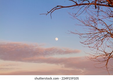 Nature background with pink clouds, blue sky and white moon at sunset. Pink sunset with moon.
