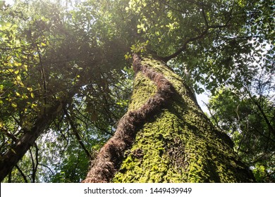Nature background - Point of view looking straight up a moss-covered tree with a vine snaking its way up the trunk. - Shutterstock ID 1449439949