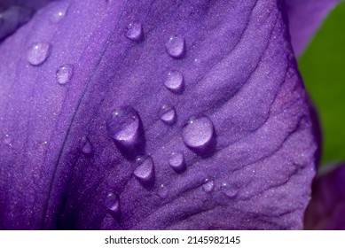 Nature background with raindrops on purple flower petal - Powered by Shutterstock