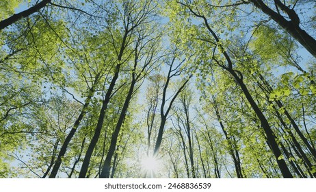 Nature Background. Rays Of Sun Break Through Green Leaves Of Trees. Warm Summer Sunbeams Through Green Tree. Outdoors Sunlight Lens Flare. - Powered by Shutterstock